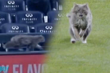 cat on the field a breakdown youtube thumbnail